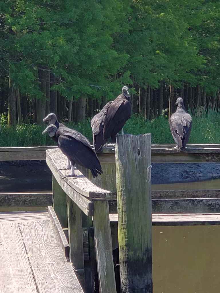 Bad-ass birds at the island's bridge/exit