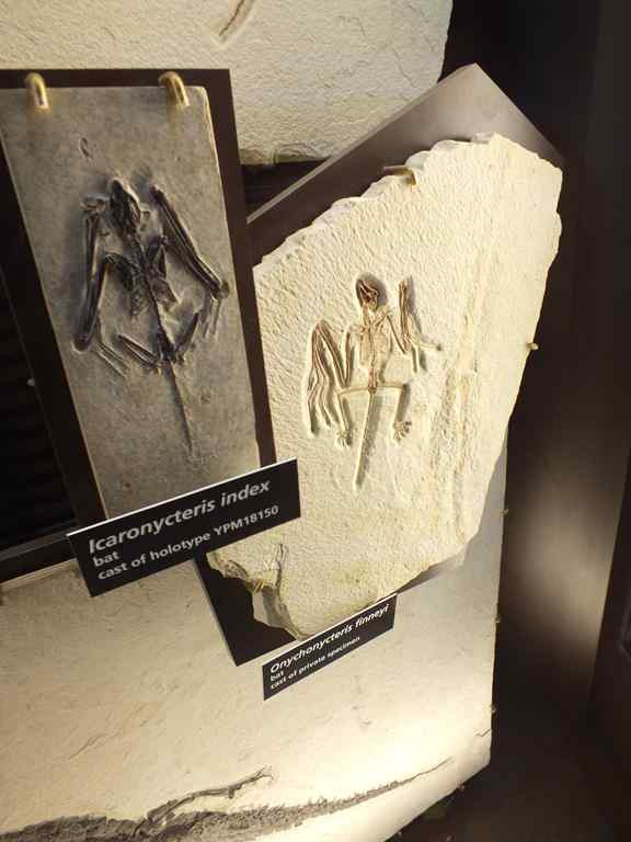bat fossil and recreation